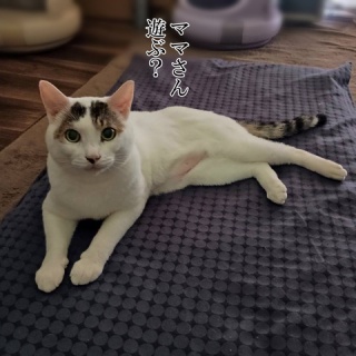 moroのハンドメイド