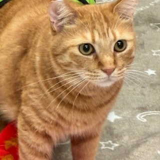 公園のネコたち