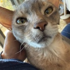 甘甘ボーイの抱っこで、家事が進まない