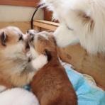 ムクムク秋田犬のblog