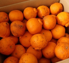 【楽天スーパーセールPアップデー】購入したもの