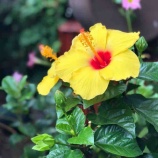 �ء�ī�Τ������ۤ⤷��������Ĥ��Ƥ������ɤ��֤��Ƥߤޤ��礦���פ����ä��Ǥ������꤬�������Τ��ä򤷤Ƥߤޤ��礦�������˰����줿��ʬ���ǧ�Ǥ���Ȼפ��ޤ����٤β���