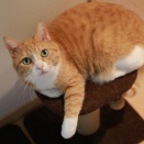 どうしても見失う猫。