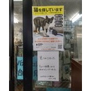 猫帰る