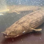 大型熱帯魚屋  ZEEBRA