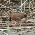 2026年9月2日の野鳥公園