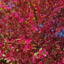 フローランテ第3段　木の花