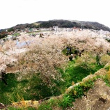 『【2026 津山さくらまつり(鶴山公園)❺】岡山県津山市山下』の画像