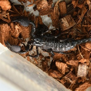 ペットショップふじやのブログ