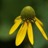 『田舎の花』の画像