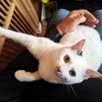 うちのとらまる