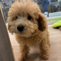★子犬紹介★