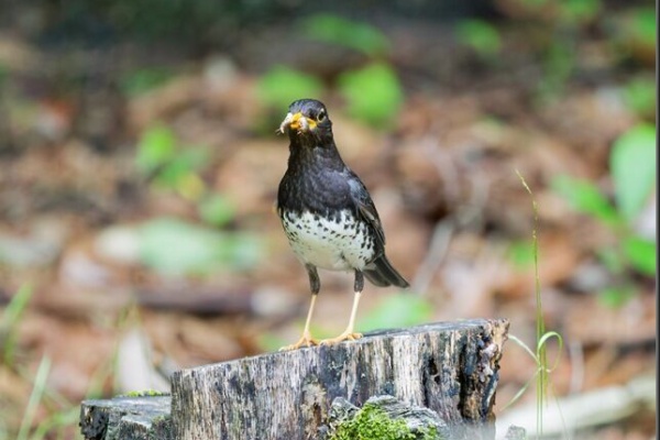ネンネン鳥更新しました LuckyBookの野鳥不定期日記3＜備忘録＞ - 箕面（記念の森、ビジター