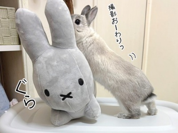 うさぎのルリ(2/24追記)