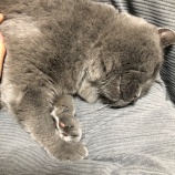 『猫の粗相 兵庫県神戸東灘区住吉六甲道岡本 靴修理 合鍵作製 時計の電池交換のお店』の画像