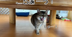 春乃の目は節穴すぎる