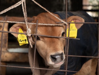 東京にある「駅チカ牧場」乳和食アンバサダーの見学レポ（PR）