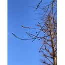 フレット磨きに？