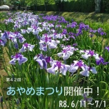 『【あやめまつりのお知らせ】あやめまつりが始まりました🌸』の画像