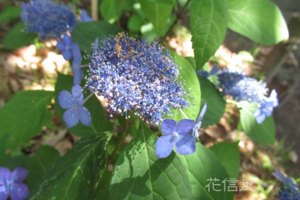 花信風 季節からのたより あじさい 紫陽花