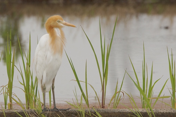 birdpapaの鳥遊録Ⅱ - 野鳥撮影