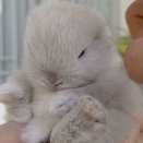 ぽてっとうつらうつら