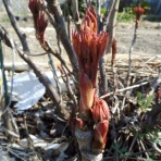 寅太郎の雑記帳