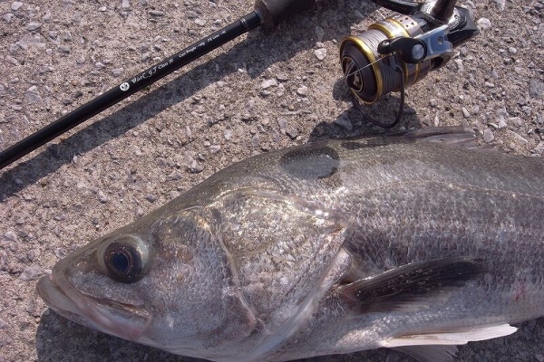 SAKURA LURE DIVISION 釣行記 - C3+ W.o.r.C 9'7