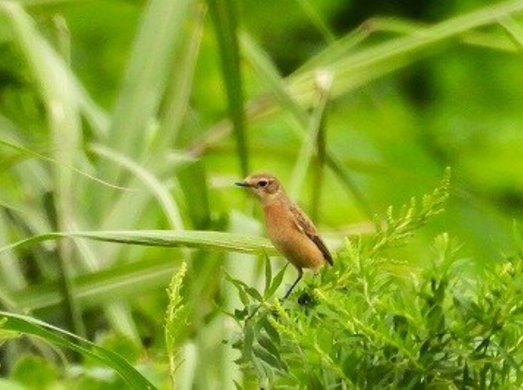 2026年9月27日の野鳥公園