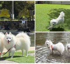 犬連れて 小谷流の里 ドギーズアイランド②