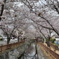 年度初花見散歩