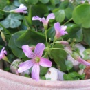 オキザリスの花