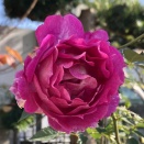 今年最後のシェエラザード