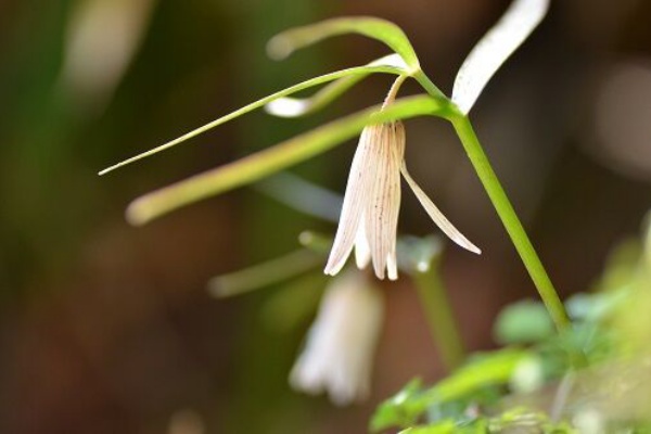 勝手に花言葉 徒然なるままに 年03月