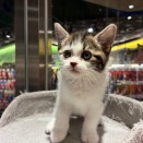 ねこちゃんのご紹介