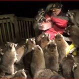 『真冬のカナダでアライグマに餌やり』の画像