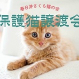 『3/22(日)14:00～16:00で猫の譲渡会。総合福祉センターにて（春日井市浅山町）』の画像