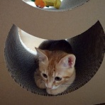 にゃんこ三昧な生活