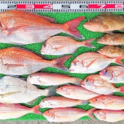 2026年2月10日　釣果