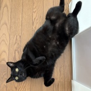 追いかけっこは普通じゃいられない