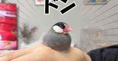 レモン文鳥の２週間後