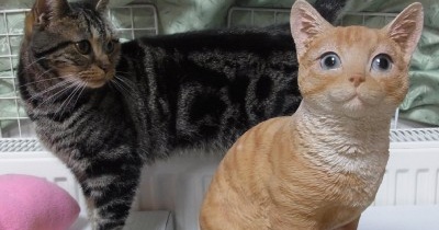 猫たちの愛らしい悪行いろいろ