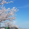 桑名の桜
