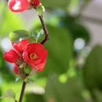 ガールズにちゃんまとめ