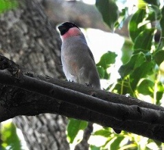 2025年11月14日の野鳥公園