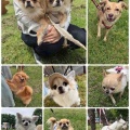 HOMECOMING PARK & SHINAGAWA URBAN Pet Life譲渡会 ご支援品のご紹介♪