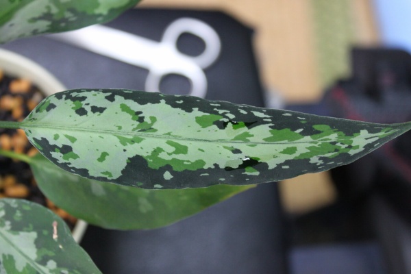 和えびのわっ 誰得 なブログ アグラオネマ