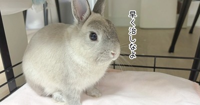 うさぎのルリ(10/1追記)
