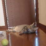 我が家の猫にゃんず