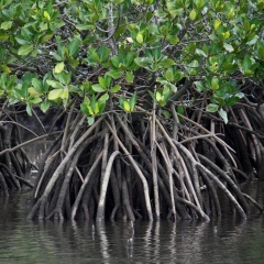 世界のバイオーム② 亜熱帯雨林の気候・植物・動物・特徴